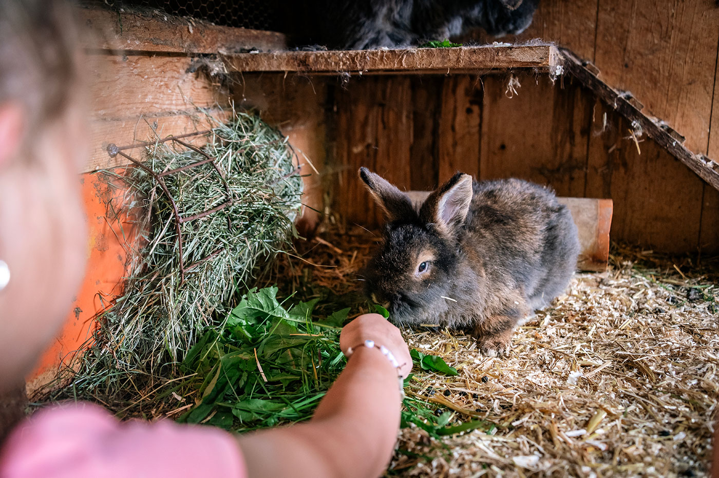 Hoermannhof Bauernhof Brixen Plose 04