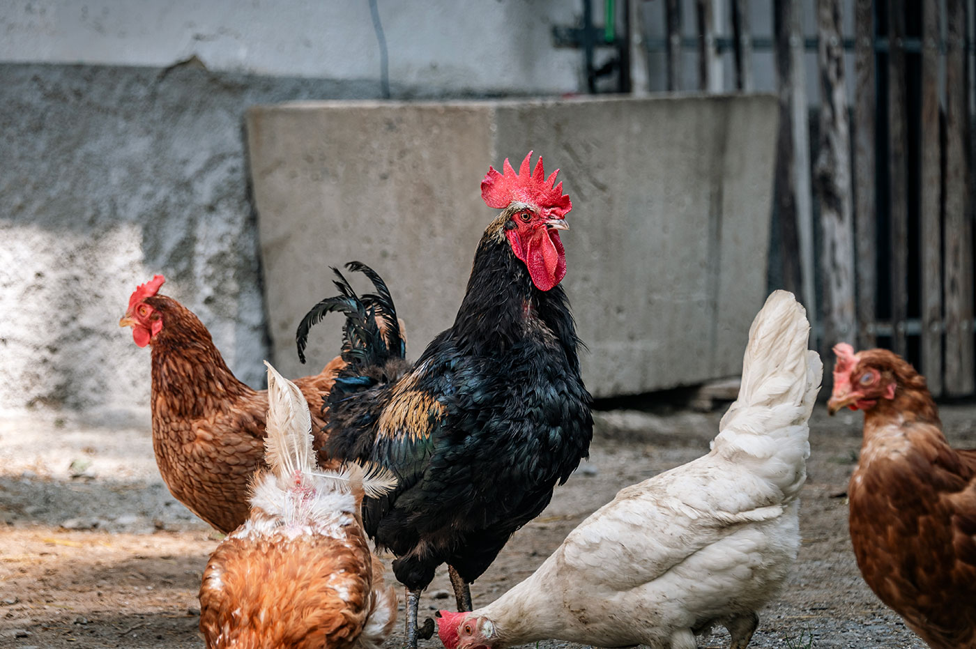 Hoermannhof Bauernhof Brixen Plose 06