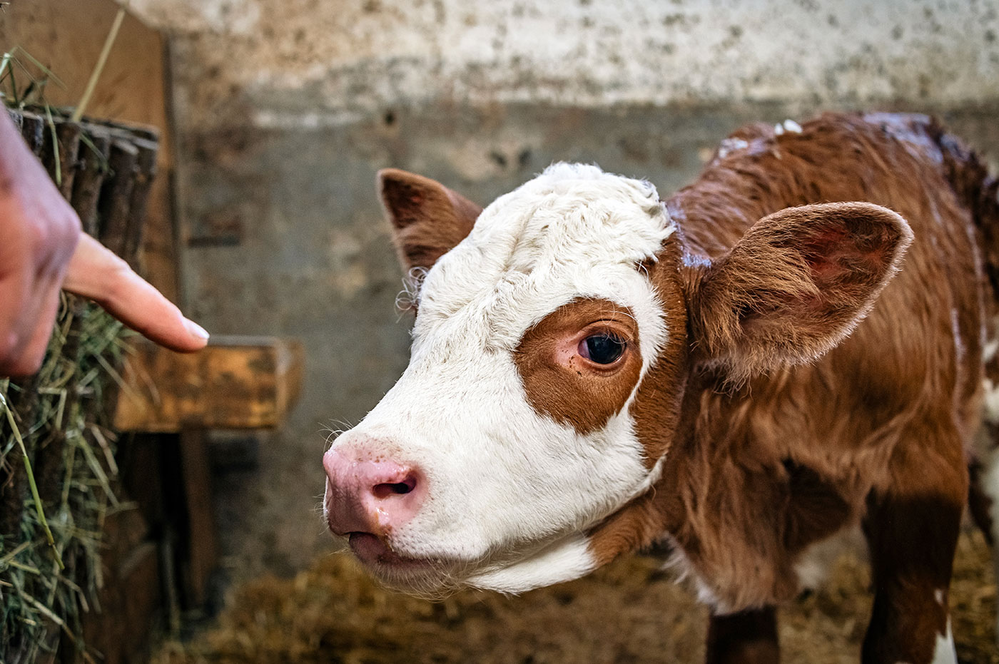 Hoermannhof Bauernhof Brixen Plose 07
