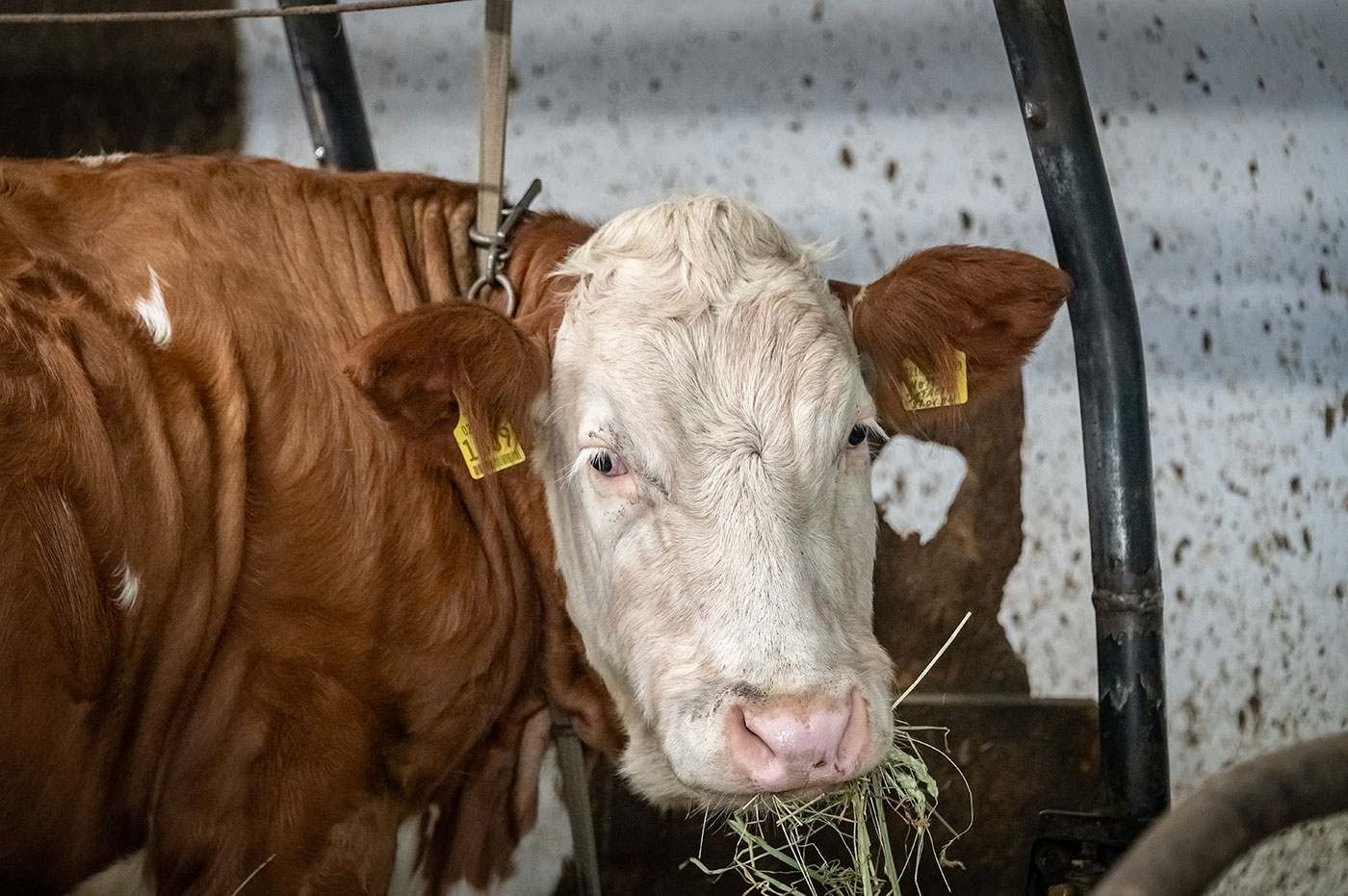 Hoermannhof Bauernhof Brixen Plose 08