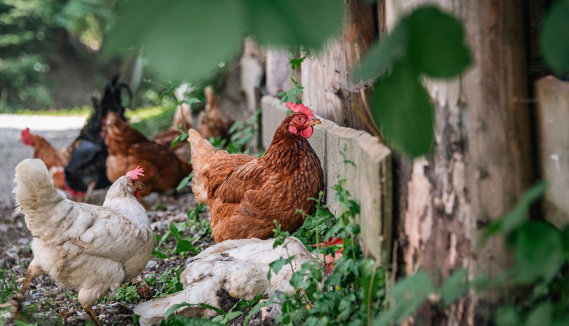 Hoermannhof Brixen Plose 04